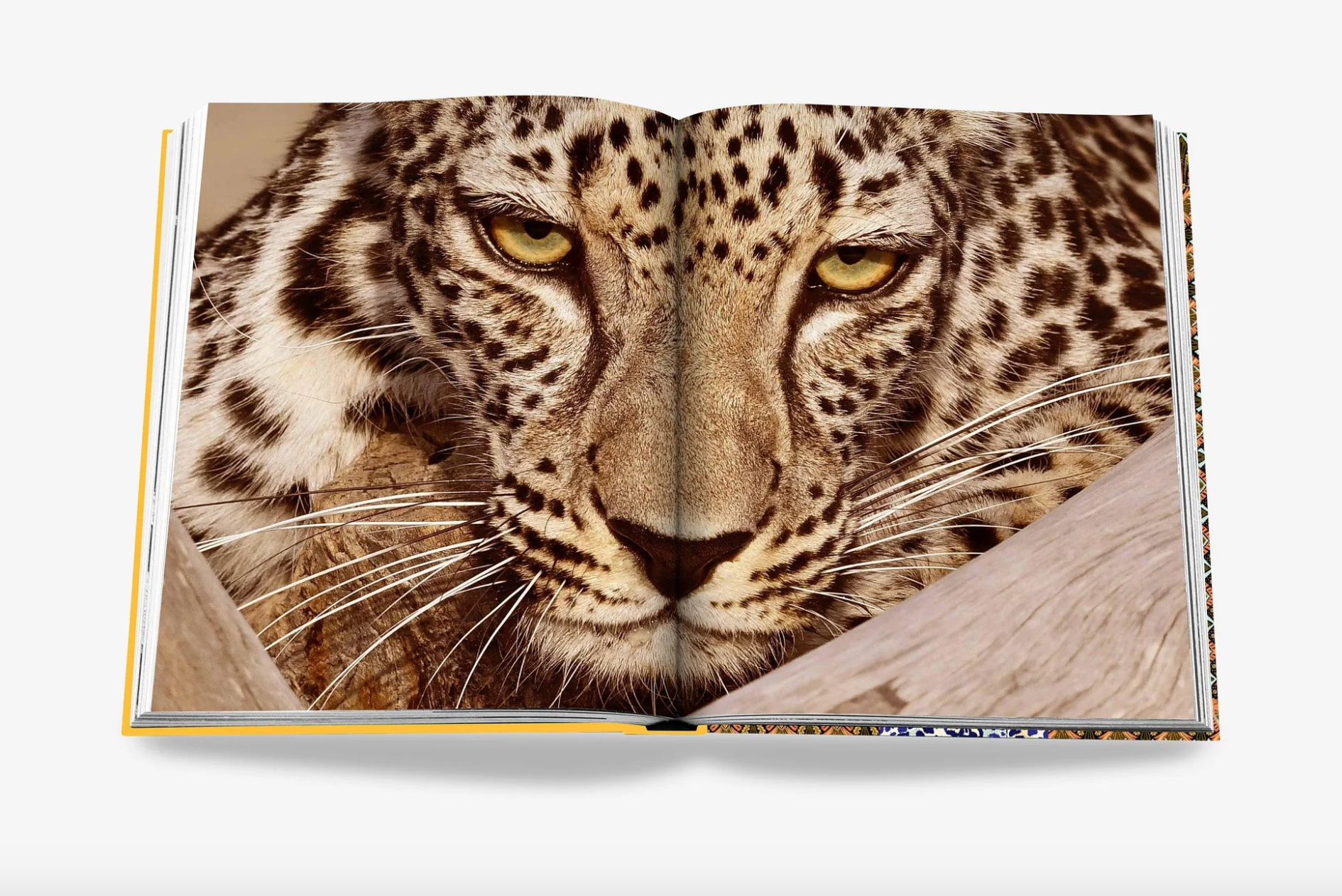 Assouline | Arabian Leopard