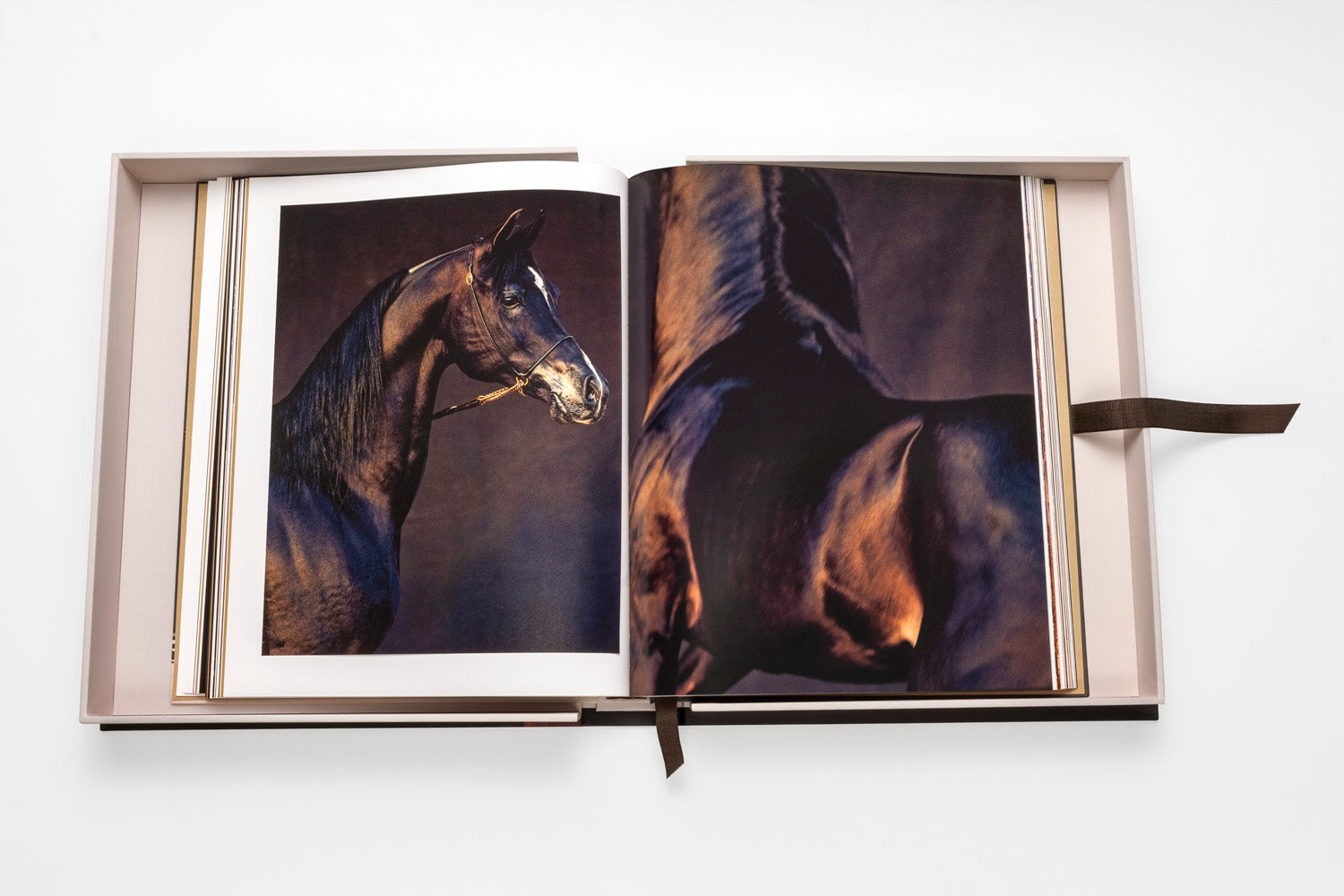 Assouline | Horses From Saudi Arabia